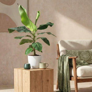 Houseplants - Musa acuminata Dwarf Cavendish - Banana Plant - Low Maintenance - Green - 1 Plant - with Potter White - Pot 21cm - Height 70-75cm