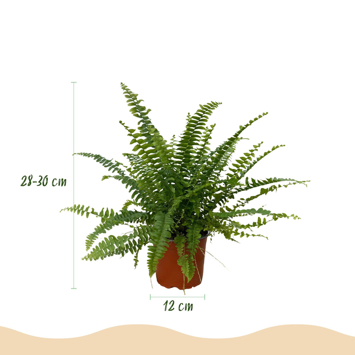 Houseplant - Nephrolepsis exaltata Green Lady - Fern - Pet-Friendly Plant - Green - 1 Plant - with Basket - Pot 12cm - Height 25cm