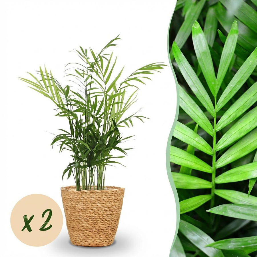 Houseplant - Chamaedorea elegans - Gold Palm - Pet-Friendly Plant - Green - 2 Plants - with Basket - Pot 12cm - Height 15cm