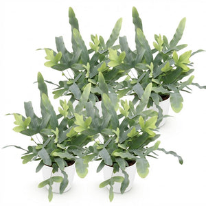 Houseplant - Phlebodium aureum Blue Star - Blue Fern - Pet-Friendly Plant - Blue - 4 Plants - with Potter White - Pot 12cm - Height 25cm