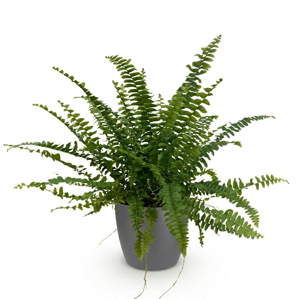 Houseplant - Nephrolepsis exaltata Green Lady - Fern - Pet-Friendly Plant - Green - 1 Plant - with Potter Grey - Pot 12cm - Height 25cm