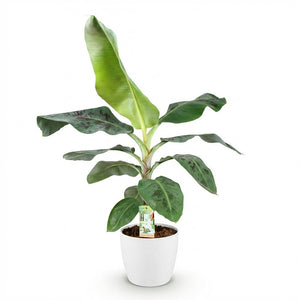 Houseplants - Musa acuminata Dwarf Cavendish - Banana Plant - Low Maintenance - Green - 1 Plant - with Potter White - Pot 21cm - Height 70-75cm