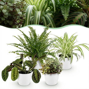 Houseplant - Chlorophytum - Maranta - Calissia - Nephrolepsis - Mix of 4 - Pet-Friendly Plants - Green - 4 Plants - with Potter White - Pot 12cm - Height 25cm