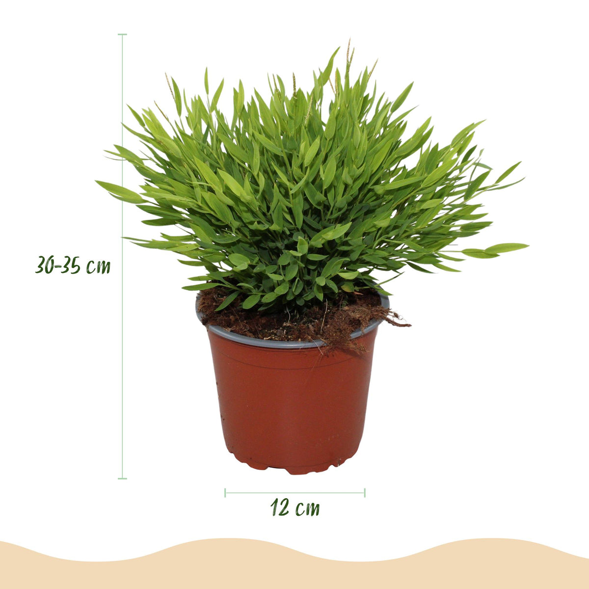 Houseplant - Bamusa Pogonatherum Monica - Bamboo Grass - Pet-Friendly Plant - Green - 1 Plant - with Potter White - Pot 12cm - Height 20cm