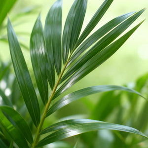 Houseplant - Howea Forsteriana - Kentia Palm - Low Maintenance - Green - 1 Plant - with Potter Grey - Pot 21cm - Height 120-130cm