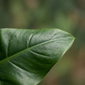 Indoor Plant - Philodendron - Philodendron Imperial Green - Green - Low maintenance - 1 Plant - Pot 19cm - Height 65cm