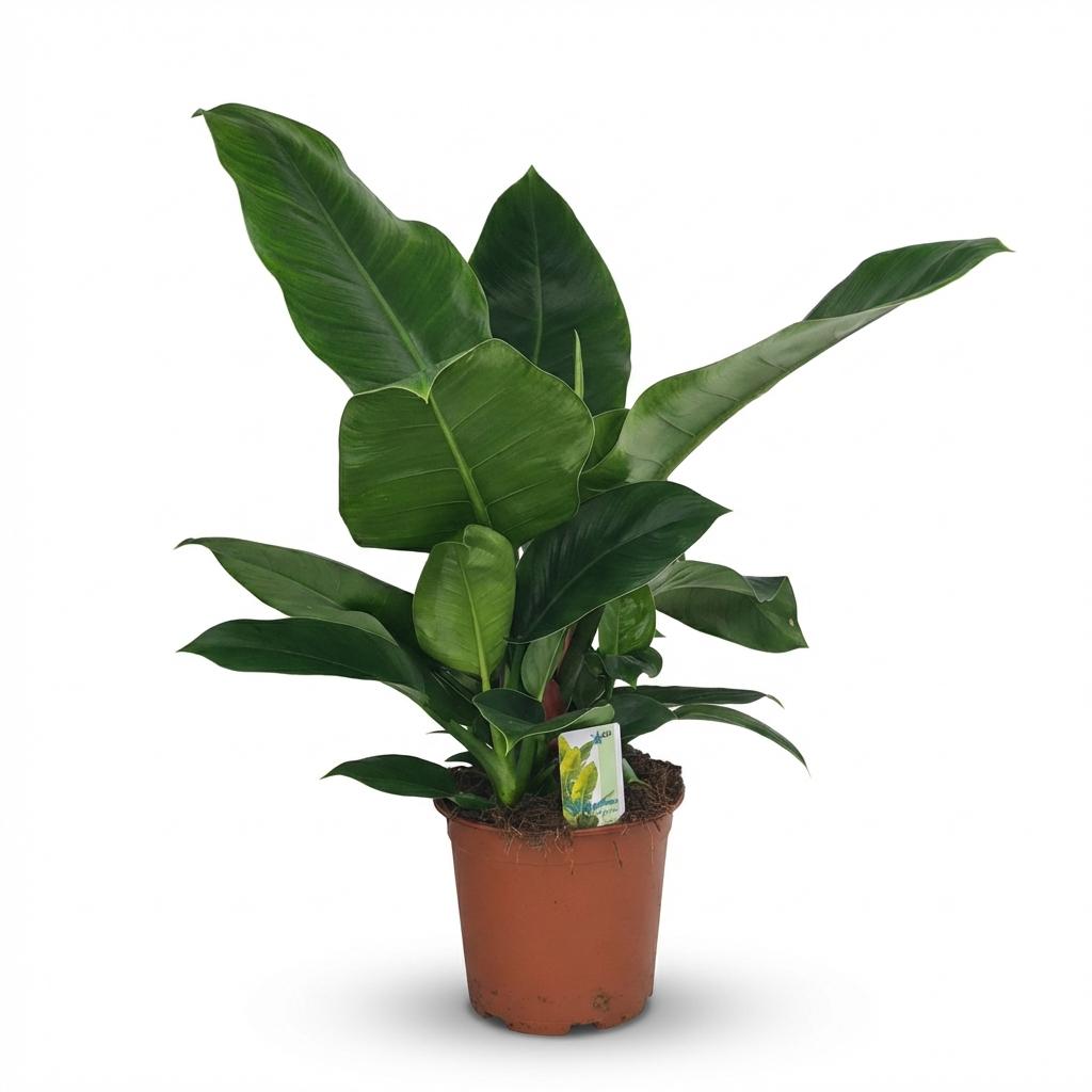 Indoor Plant - Philodendron - Philodendron Imperial Green - Green - Low maintenance - 1 Plant - Pot 19cm - Height 65cm