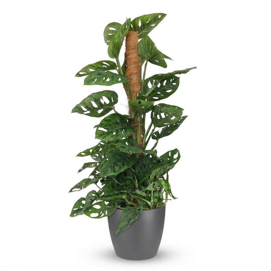 Houseplant - Monkey Mask - Monstera Adansonii Moss Pole - Green - Low maintenance - 1 Plant - with Grey Potter - Pot 19cm - Height 90cm