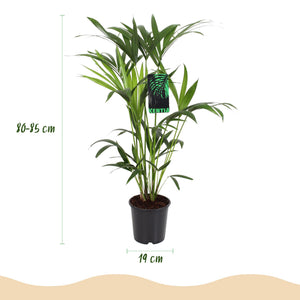 Houseplant - Howea Forsteriana - Kentia Palm - Low Maintenance - Green - 1 Plant - with Basket - Pot 19cm - Height 80-85cm
