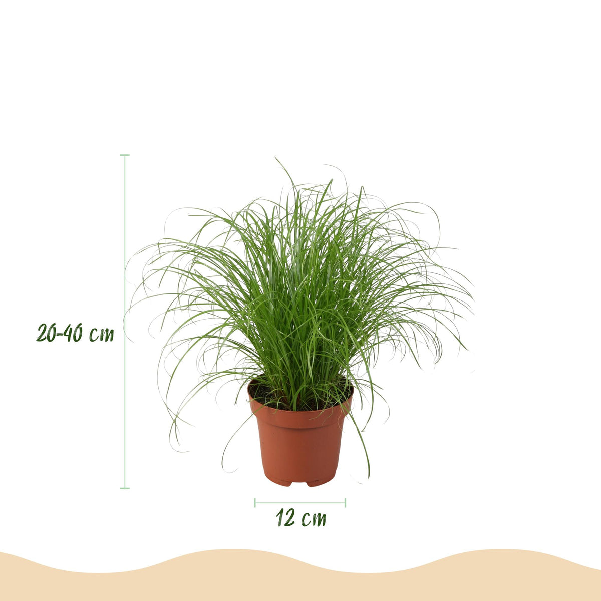 Houseplant - Chlorophytum - Cyperus - Phlebodium - Marantha - Mix of 4 - Pet-Friendly Plants - Green - 4 Plants - with Potter White - Pot 12cm - Height 25cm