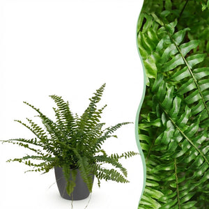 Houseplant - Nephrolepsis exaltata Green Lady - Fern - Pet-Friendly Plant - Green - 1 Plant - with Potter Grey - Pot 12cm - Height 25cm
