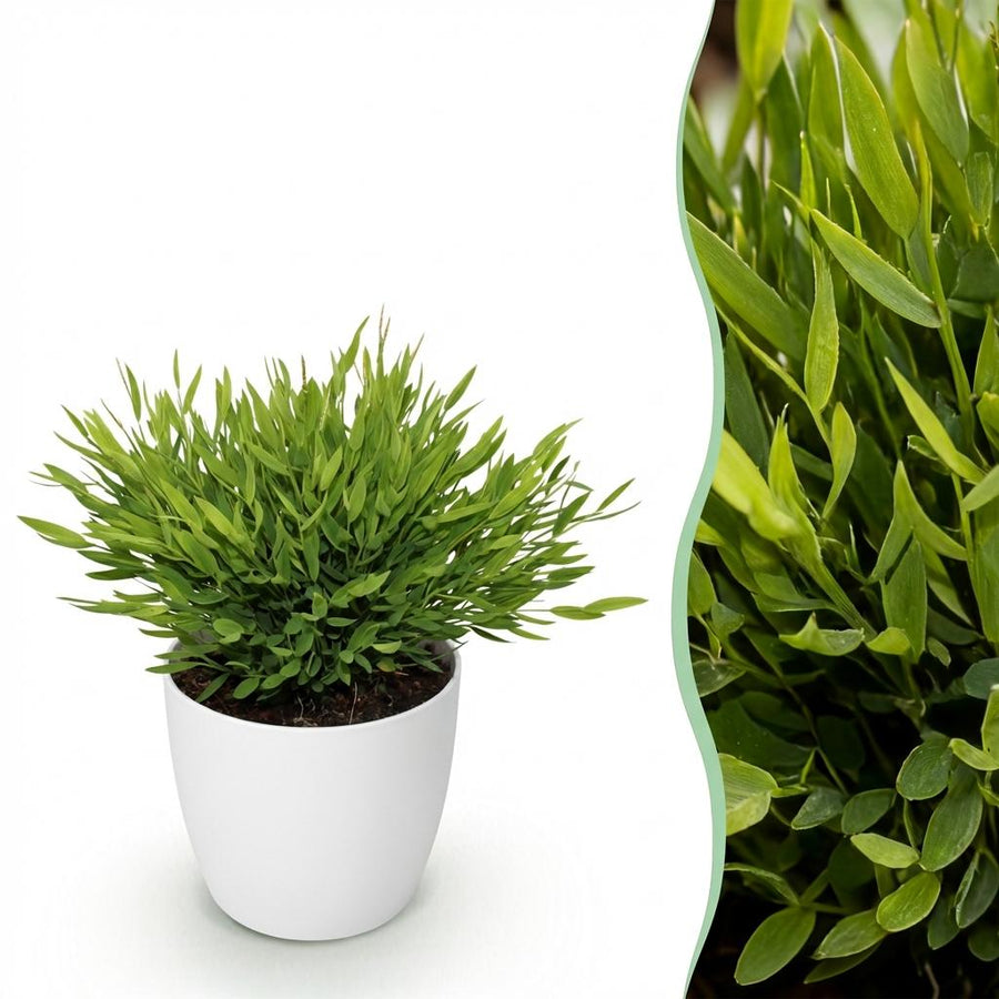 Houseplant - Bamusa Pogonatherum Monica - Bamboo Grass - Pet-Friendly Plant - Green - 1 Plant - with Potter White - Pot 12cm - Height 20cm