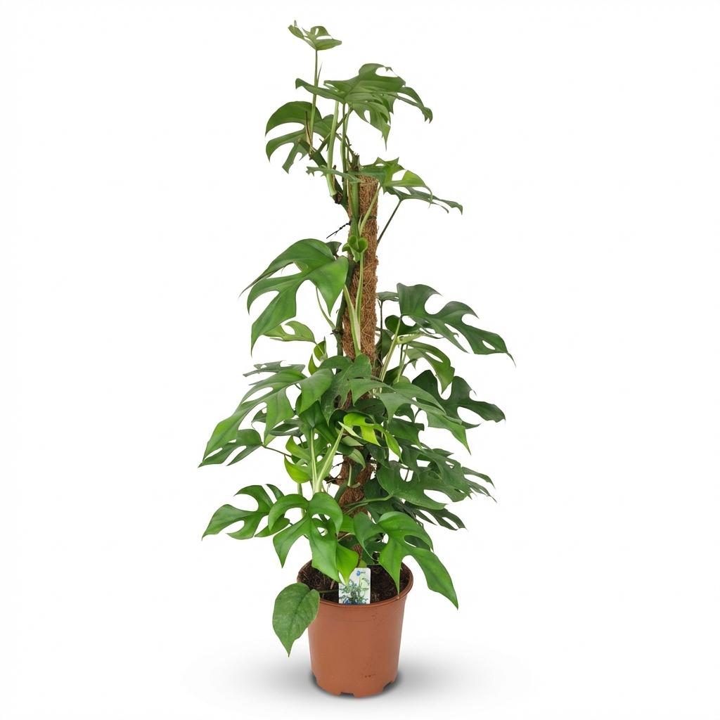 Indoor Plant - Mini Swiss Cheese Plant - Monstera Minima Moss Pole - Green - Low Maintenance - 1 Plant - Pot 19cm - Height 90cm