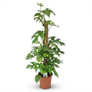 Indoor Plant - Mini Swiss Cheese Plant - Monstera Minima Moss Pole - Green - Low Maintenance - 1 Plant - Pot 19cm - Height 90cm
