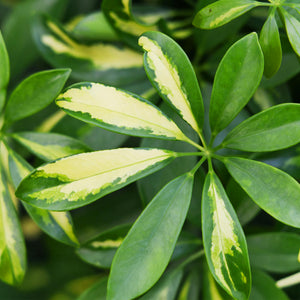 House Plants - Schefflera Gold Capelle - Finger Tree - Low Maintenance - Green - Gold - 1 Plant - with Potter Grey - Pot 21cm - Height 70-81cm