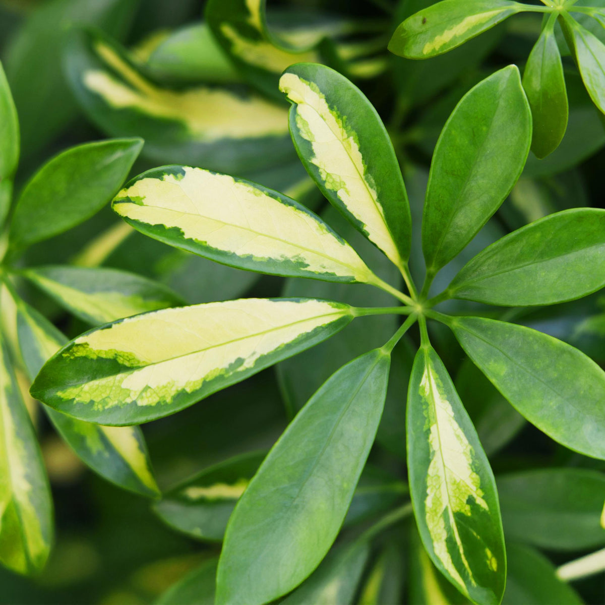 House Plants - Schefflera Gold Capelle - Finger Tree - Low Maintenance - Green - Gold - 1 Plant - with Potter Grey - Pot 21cm - Height 70-81cm