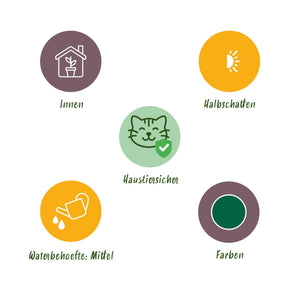 Houseplant - Nephrolepsis exaltata Green Lady - Fern - Pet-Friendly Plant - Green - 1 Plant - with Potter Grey - Pot 12cm - Height 25cm
