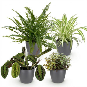 Houseplant - Chlorophytum - Maranta - Calissia - Nephrolepsis - Mix of 4 - Pet-Friendly Plants - Green - 4 Plants - with Potter Grey - Pot 12cm - Height 25cm
