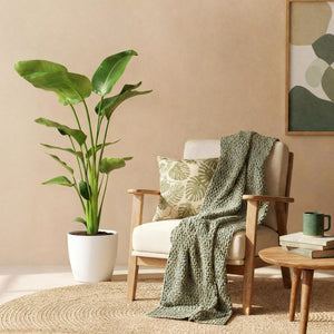Houseplants - Strelitzia Nicolai - Bird of Paradise - Low maintenance - Green - 1 Plant - with Potter White - Pot 21cm - Height 110-120cm
