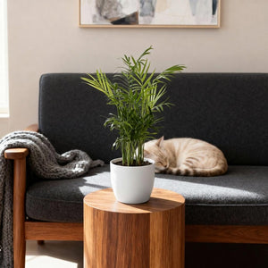 Houseplant - Chamaedorea elegans - Gold Palm - Pet-Friendly Plant - Green - 4 Plants - with Potter White - Pot 12cm - Height 15cm