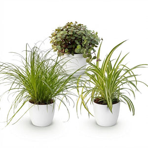 Houseplant - Cyperus - Calissia - Chlorophytum - Mix of 3 - Pet-Friendly Plants - Green - 3 Plants - with Potter White - Pot 12cm - Height 20cm