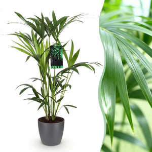 Houseplant - Howea Forsteriana - Kentia Palm - Low Maintenance - Green - 1 Plant - with Potter Grey - Pot 19cm - Height 80-85cm
