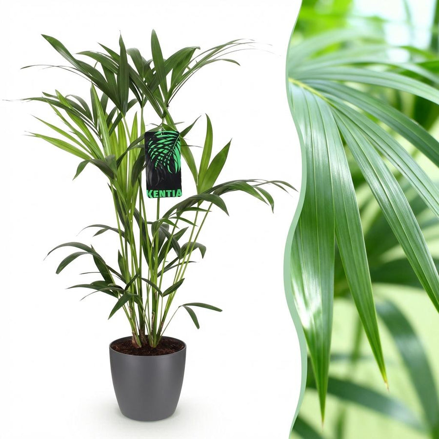 Houseplant - Howea Forsteriana - Kentia Palm - Low Maintenance - Green - 1 Plant - with Potter Grey - Pot 19cm - Height 80-85cm