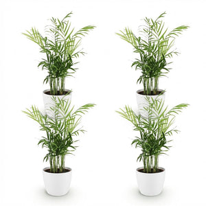 Houseplant - Chamaedorea elegans - Gold Palm - Pet-Friendly Plant - Green - 4 Plants - with Potter White - Pot 12cm - Height 15cm