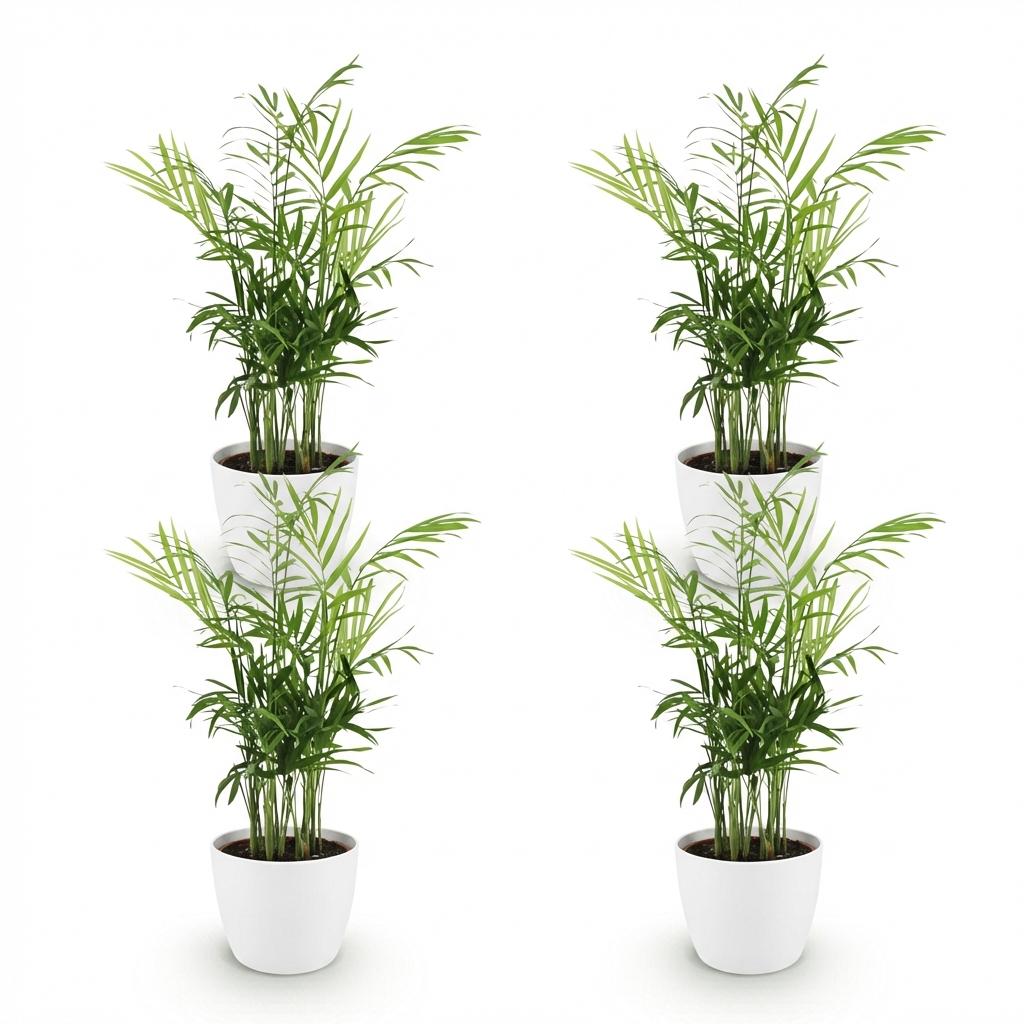 Houseplant - Chamaedorea elegans - Gold Palm - Pet-Friendly Plant - Green - 4 Plants - with Potter White - Pot 12cm - Height 15cm