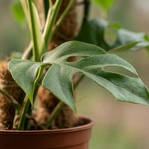 Indoor Plant - Mini Swiss Cheese Plant - Monstera Minima Moss Pole - Green - Low Maintenance - 1 Plant - Pot 19cm - Height 90cm