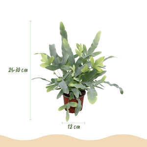 Houseplant - Phlebodium aureum Blue Star - Blue Fern - Pet-Friendly Plant - Blue - 2 Plants - with Potter Grey - Pot 12cm - Height 25cm