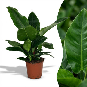 Indoor Plant - Philodendron - Philodendron Imperial Green - Green - Low maintenance - 1 Plant - Pot 19cm - Height 65cm