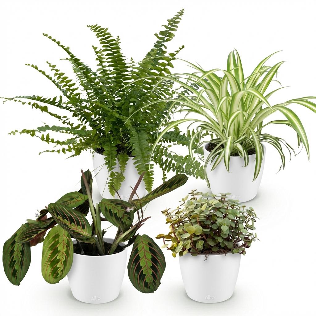 Houseplant - Chlorophytum - Maranta - Calissia - Nephrolepsis - Mix of 4 - Pet-Friendly Plants - Green - 4 Plants - with Potter White - Pot 12cm - Height 25cm