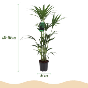 Houseplant - Howea Forsteriana - Kentia Palm - Low Maintenance - Green - 1 Plant - with Potter White - Pot 21cm - Height 120-130cm