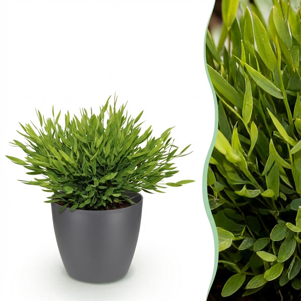 Houseplant - Bamusa Pogonatherum Monica - Bamboo Grass - Pet-Friendly Plant - Green - 1 Plant - with Potter Grey - Pot 12cm - Height 20cm
