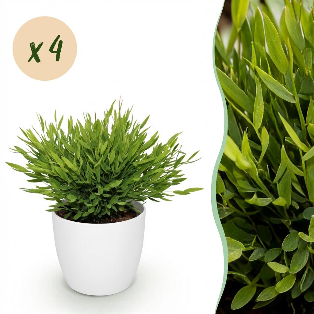 Houseplant - Bamusa Pogonatherum Monica - Bamboo Grass - Pet-Friendly Plant - Green - 4 Plants - with Potter White - Pot 12cm - Height 20cm