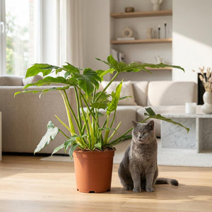 Indoor Plant - Philodendron - Philodendron Lacerum - Green - Low Maintenance - 1 Plant - Pot 19cm - Height 65cm