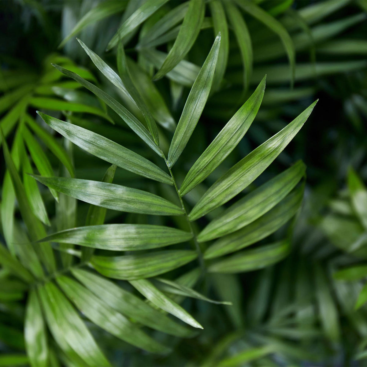 Houseplant - Chamaedorea elegans - Gold Palm - Pet-Friendly Plant - Green - 4 Plants - with Basket - Pot 12cm - Height 15cm