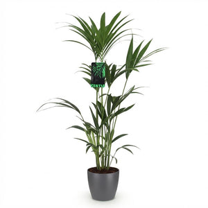Houseplant - Howea Forsteriana - Kentia Palm - Low Maintenance - Green - 1 Plant - with Potter Grey - Pot 21cm - Height 120-130cm