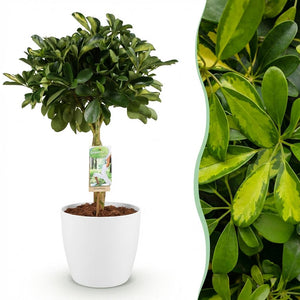 House Plants - Schefflera Gold Capelle - Finger Tree - Low Maintenance - Green - Gold - 1 Plant - with Potter White - Pot 21cm - Height 70-81cm