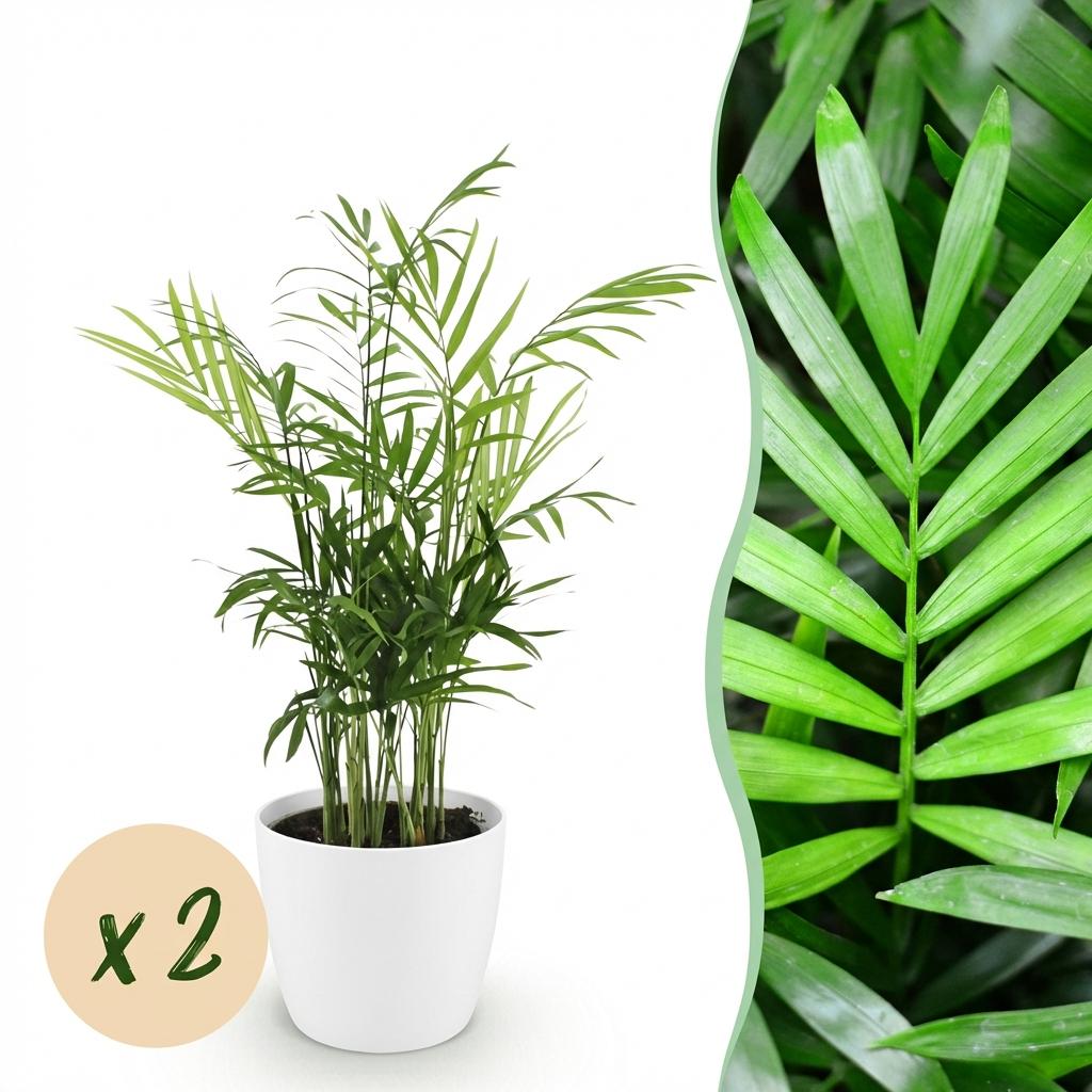 Houseplant - Chamaedorea elegans - Gold Palm - Pet-Friendly Plant - Green - 2 Plants - with Potter White - Pot 12cm - Height 15cm