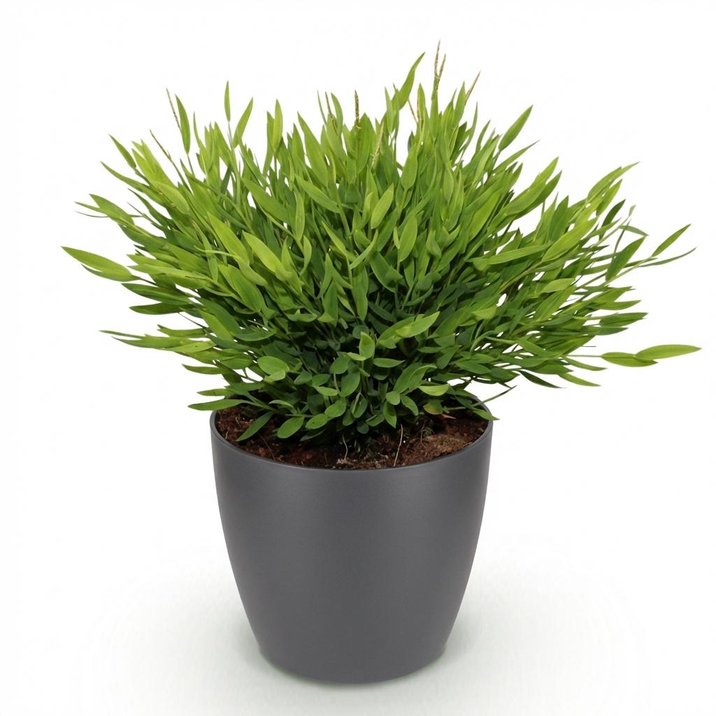Houseplant - Bamusa Pogonatherum Monica - Bamboo Grass - Pet-Friendly Plant - Green - 1 Plant - with Potter Grey - Pot 12cm - Height 20cm