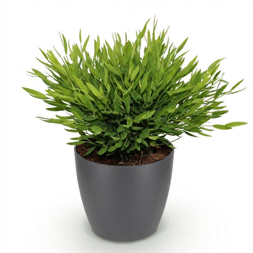 Houseplant - Bamusa Pogonatherum Monica - Bamboo Grass - Pet-Friendly Plant - Green - 1 Plant - with Potter Grey - Pot 12cm - Height 20cm