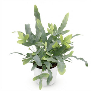 Houseplant - Phlebodium aureum Blue Star - Blue Fern - Pet-Friendly Plant - Blue - 1 Plant - with Potter White - Pot 12cm - Height 25cm