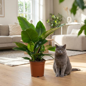 Indoor Plant - Philodendron - Philodendron Imperial Green - Green - Low maintenance - 1 Plant - Pot 19cm - Height 65cm