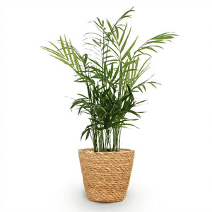 Houseplant - Chamaedorea elegans - Gold Palm - Pet-Friendly Plant - Green - 1 Plant - with Basket - Pot 12cm - Height 15cm