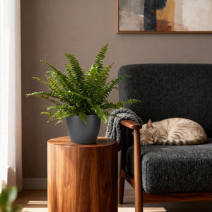 Houseplant - Nephrolepsis exaltata Green Lady - Fern - Pet-Friendly Plant - Green - 2 Plants - with Potter Grey - Pot 12cm - Height 25cm