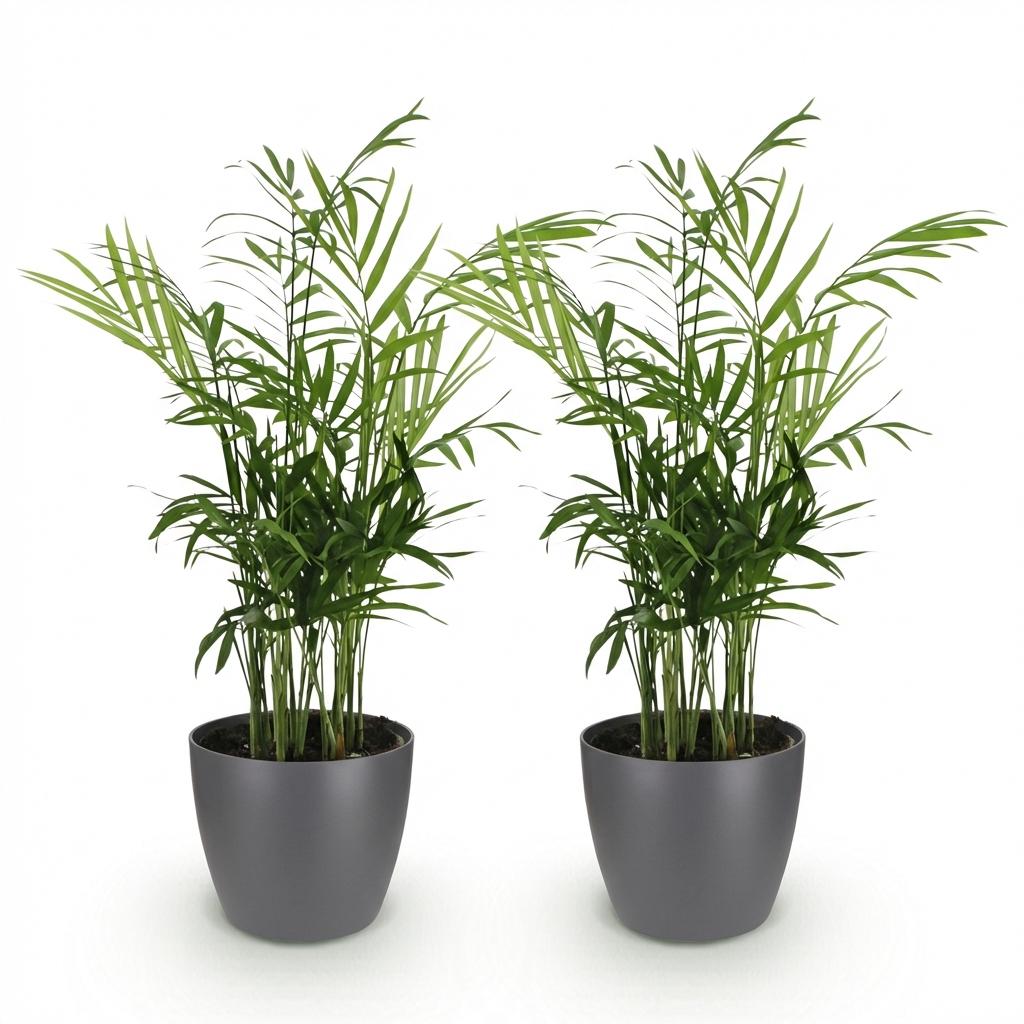 Houseplant - Chamaedorea elegans - Gold Palm - Pet-Friendly Plant - Green - 2 Plants - with Potter Grey - Pot 12cm - Height 15cm