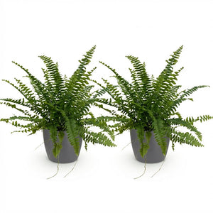 Houseplant - Nephrolepsis exaltata Green Lady - Fern - Pet-Friendly Plant - Green - 2 Plants - with Potter Grey - Pot 12cm - Height 25cm