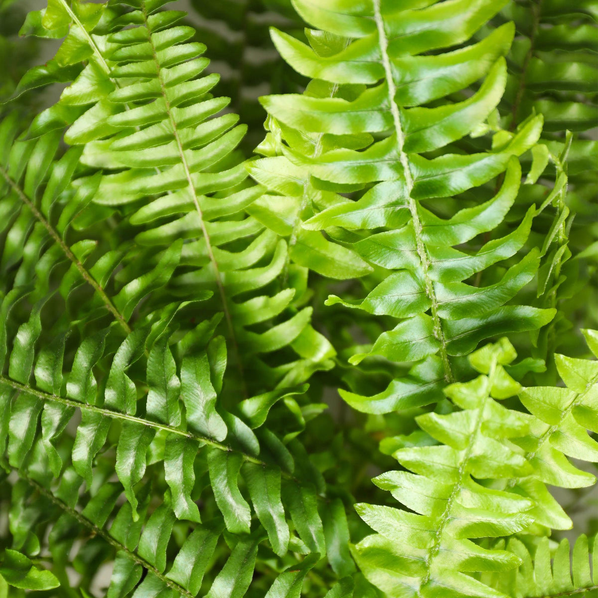 Houseplant - Nephrolepsis exaltata Green Lady - Fern - Pet-Friendly Plant - Green - 1 Plant - with Basket - Pot 12cm - Height 25cm